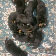 Beauceron puppies from Von Katzenstein Kennel