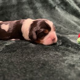 Clara - Tri-color female Cavalier King Charles Spaniel puppy in Melrose, Florida from Magnolia Hill Cavaliers and Doxies