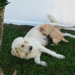 Golden Retriever Puppies from G & G Goldens