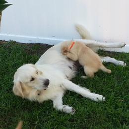 Golden Retriever Puppies from G & G Goldens