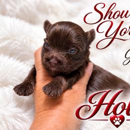 Girl 3 - Liver female Yorkshire Terrier puppy in Kaplan, Louisiana from Showcase Yorkies