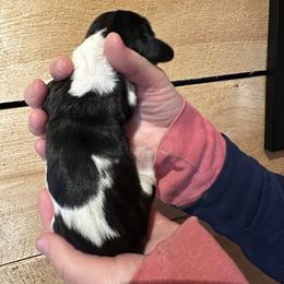 Female 2 - Black brown and white female Basset Hound puppy in Lindley, New York from Hill Top Basset Hounds & Cane Corso