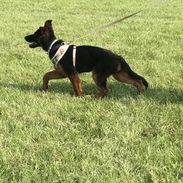 German Shepherd Puppies from Chapel Hill Shepherds