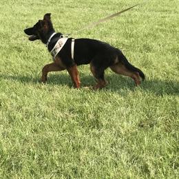 German Shepherd Puppies from Chapel Hill Shepherds