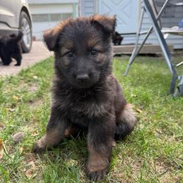 Miller - Sable female German Shepherd puppy in Pennock, Minnesota from Shakopee Creek German Shepherds