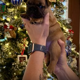 Pibbles - Liver male French Bulldog puppy in Rochester, Washington from Frenchie Bulldog Kisses