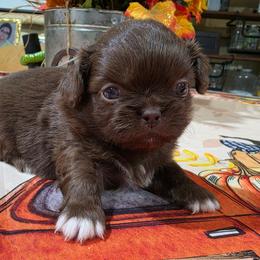 Puppy 4 - Red female Pekingese puppy in Lone Oak, Texas from PDF Kennels