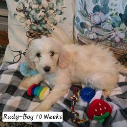 Rudy - Brown and white male Bernedoodle puppy in Columbia, Illinois from Hillcastle Breeders