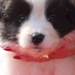 Australian Shepherds and Border Collies from Flat Rock Dogs