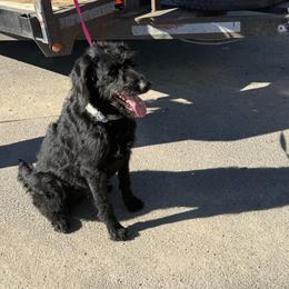 Nikki - Black female Labradoodle puppy in Churchill County Fallon, Nevada from Card Family Ranch