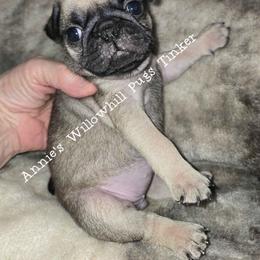 Tinker - Fawn female Pug puppy in Janesville, Wisconsin from Annie's Willow Hill Pugs