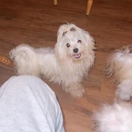 Batman - Maltese
