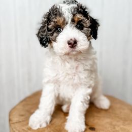 Snowflake - Blue merle female Aussiedoodle puppy in Arlington, Washington from Doodle Love Laugh