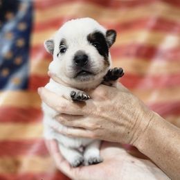 Patriot - Blue male Australian Cattle Dog puppy in Lynd, Minnesota from Diamond Falls Cattle Dogs