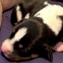 Daisy - Rat Terrier puppy from Kelly’s Ratters
