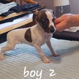 Boy 2 - White and fawn brindle male Whippet puppy in Virginia from RAJOPA WHIPPETS