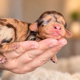 Merlin - Dapple male Dachshund puppy in Riverton, Wyoming from Wild Rose Ridge Doxies