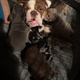Aussiedoodle, Bulldog, Miniature Australian Shepherd, Poodle, and Toy Australian Shepherd Puppies from Mowry Creek Mini Aussiedoodles and More