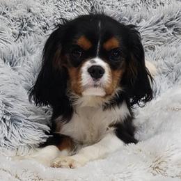 Boy 1 - Tri-color male Cavalier King Charles Spaniel puppy in Silverton, Oregon from Noble Ridge Cavaliers