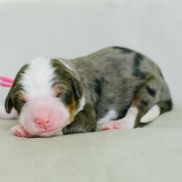 Girl 1 - Merle female Bernedoodle puppy in Spanish Fork, Utah from K Brand Doodles