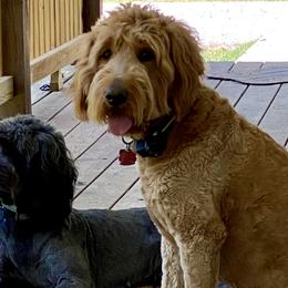 Goldendoodles from Jami’s Goldendoodles & Poodles