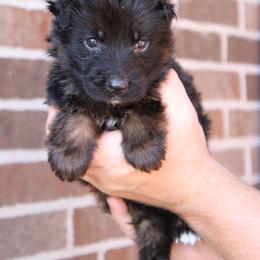 Boy 6 - Black and red male German Shepherd puppy in Mount Vernon, Missouri from German Haus German Shepherds LLC