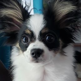 Papillon Puppies from Tiny Treasures Papillons