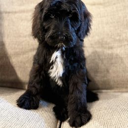 Jane - Black and white female Sheepadoodle puppy in Thornville, Ohio from Four Front Doodles & Friends