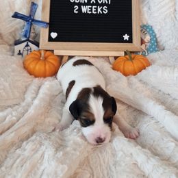 Alpha - White and red female Nederlandse Kooikerhondje puppy in Pensacola, Florida from Ragnarök Kooikerhondjes