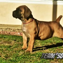 Boerboel Puppies from Team SD Boerboels