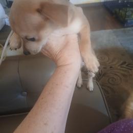 Pup 2 of girls - Fawn and white female Chihuahua puppy in Madison, Wisconsin from Lynda Pups