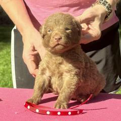 Red Dot Male - Brown male Chesapeake Bay Retriever puppy in Houston, Texas from Monarch Chesapeakes