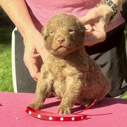 Red Dot Male - Brown male Chesapeake Bay Retriever puppy in Houston, Texas from Monarch Chesapeakes