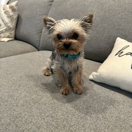 Dexter - Yorkshire Terrier