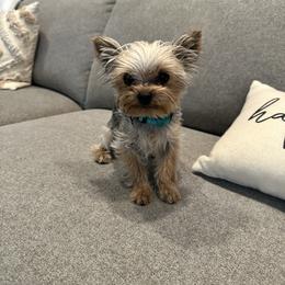 Dexter - Yorkshire Terrier