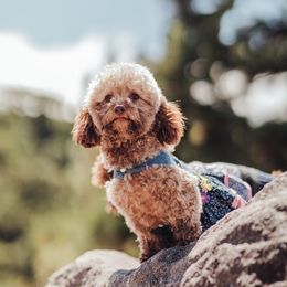 Brandy - Poodle