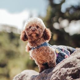 Brandy - Poodle
