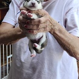 Girl 7 - female Alaskan Malamute puppy in Burton, Ohio from Northernlitesmalamutes