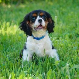 BLUE MALE - Tri-color male Cavalier King Charles Spaniel puppy in Mcgregor, Minnesota from Country Cavaliers