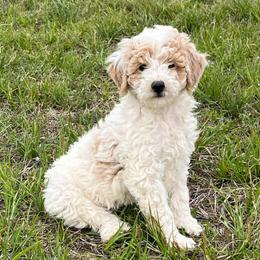 Biscuit - Cream male Goldendoodle puppy in Crawford, Mississippi from Magnolia State Poodles and Doodles
