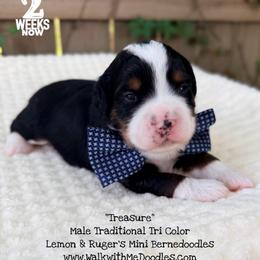 Treasure - Tri-color male Bernedoodle puppy in Orange, Texas from Walk with Me Doodles