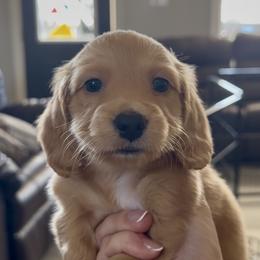 Dachshund Puppies from Cajun Pawfection