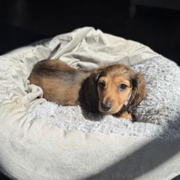 Rue - AKC - Cream female Dachshund puppy in Englewood, Florida from Dach of Doxies