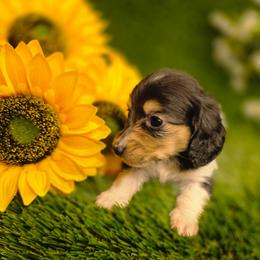 Truffle - Piebald female Dachshund puppy in Buckeye, Arizona from Duran Dachshunds
