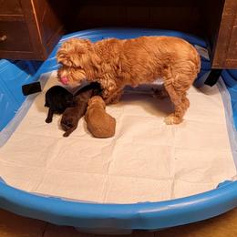 Cockapoo Puppies from Cano Cockapoos