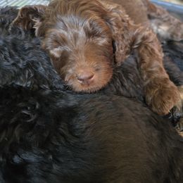 Assorted Doodle Crosses Puppies from Newfiedoodles of WNY