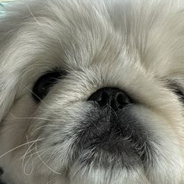 Hugo - Pekingese