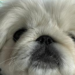 Hugo - Pekingese