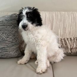 Rye - Black and white male Bernedoodle puppy in Gilbert, Arizona from The Berne Barn... it’s a Doodle thing!
