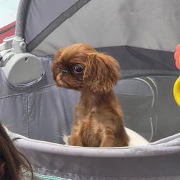 Charisma's sweet wine and sunshine - Red female English Toy Spaniel puppy in Glenwood City, Wisconsin from NyaStar